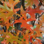 QUERCUS PALUSTRIS GREEN PILLAR Pin Oak fall color